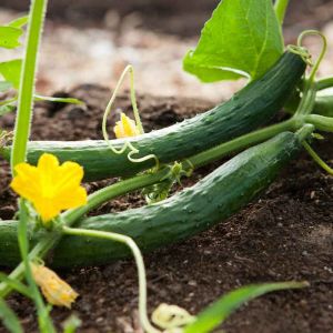 The Best Vegetables to Plant in Your Summer Garden