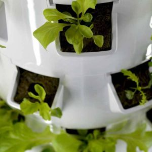 Vertical Gardening: Innovative Solutions for Maximizing Space and Yield