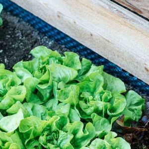 Overcoming Common Pitfalls in Urban Gardening