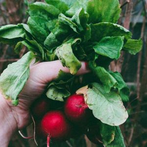 Seasonal Gardening Myths Debunked: What You Really Need to Know for Each Season