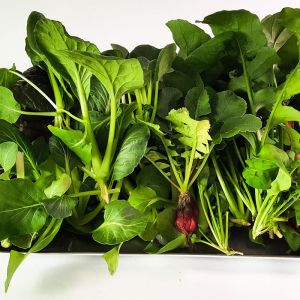 5 Unique Ways to Use Your Turbo Grow Kit for Maximum Growth