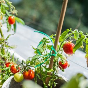Condo Balcony Gardening with Nursery Pots