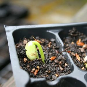 Seed Starting Success: How to Grow Plants with Strong Germination Rates
