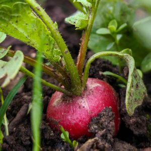Summer Gardening in Canada: What’s Worth Growing and What’s Worth Skipping