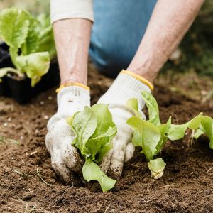 How to Transition Your Indoor Garden Outdoors in a Canadian Spring