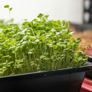 Why May Is the Perfect Time to Upgrade Your Grow Setup