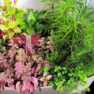 Indoor Growing Systems for Fall: How to Make the Switch