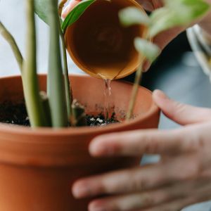 Plant Care in Fall and Winter: Tips to Prevent Watering Mistakes