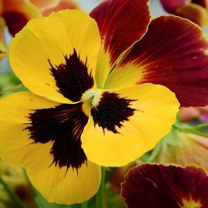 Top Plants to Grow in the Fall for a Vibrant Autumn Garden