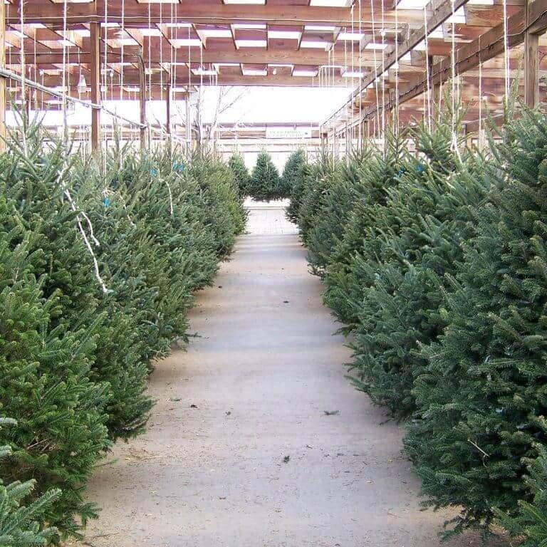 Christmas Tree Care Plant Care Indoor Plant