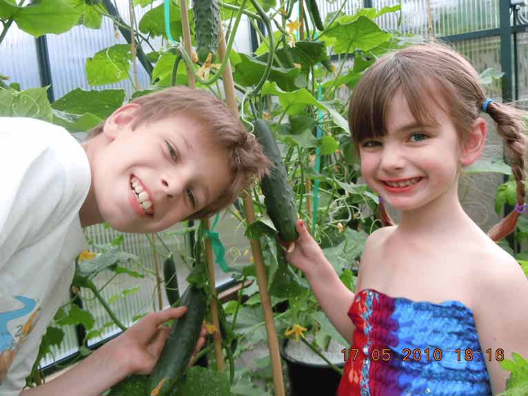 Home Vegetable Garden