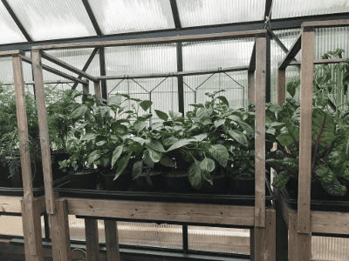 Indoor Herb Garden